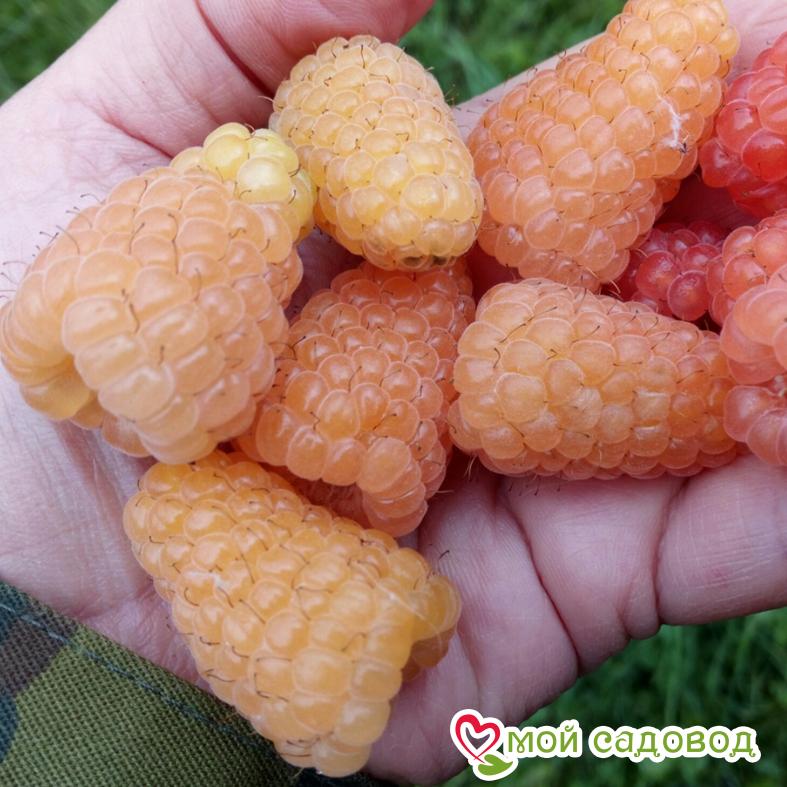 Малина ремонтантная Оранжевое Чудо