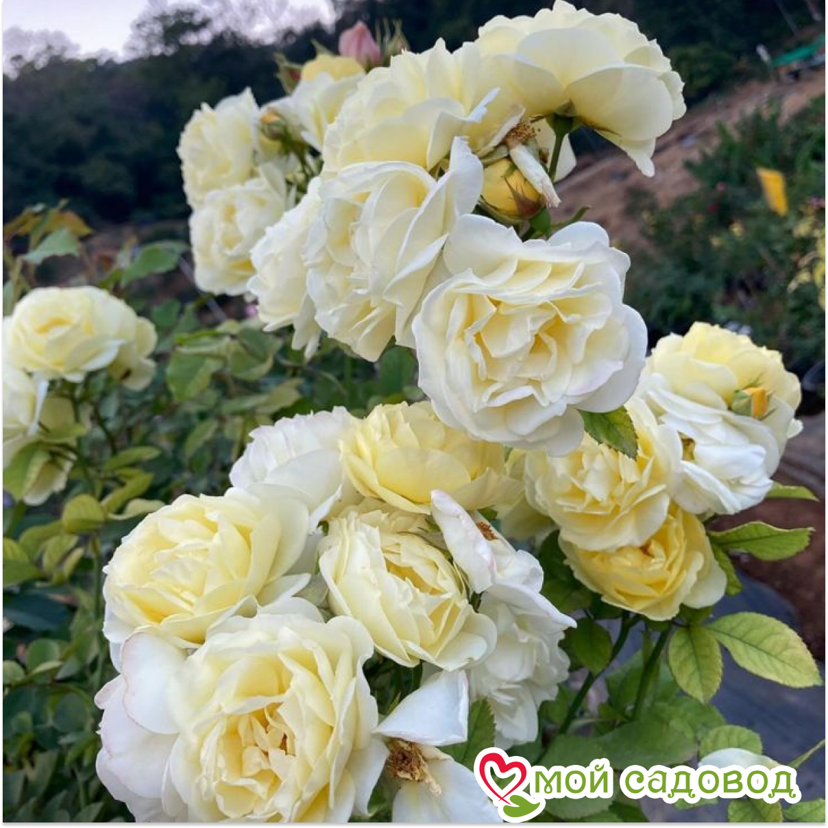 Роза Комтесс Дю Барри флорибунда